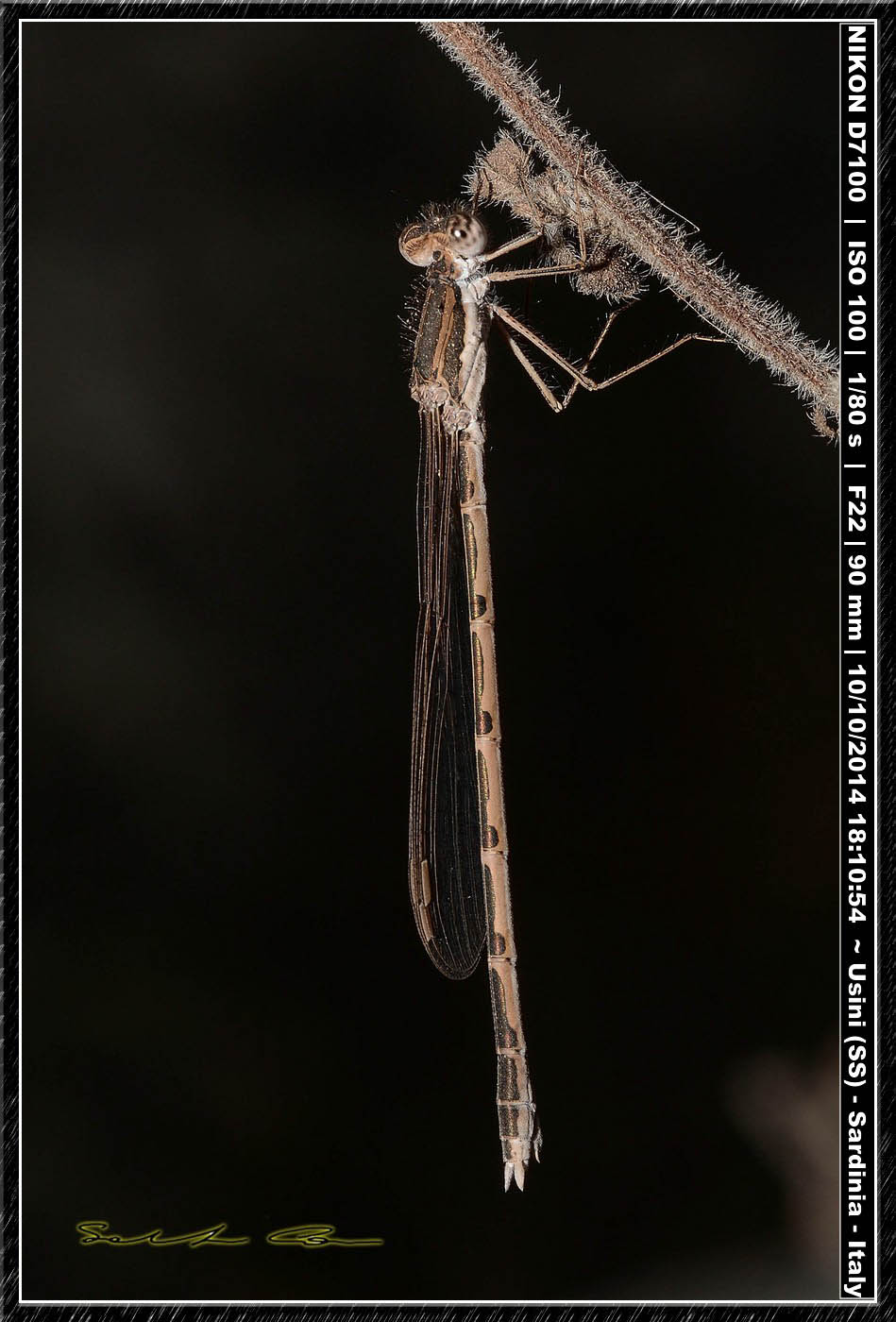 Sympecma fusca ♀